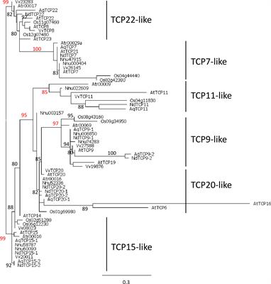 Evolutionary analyses and expression patterns of TCP genes in Ranunculales